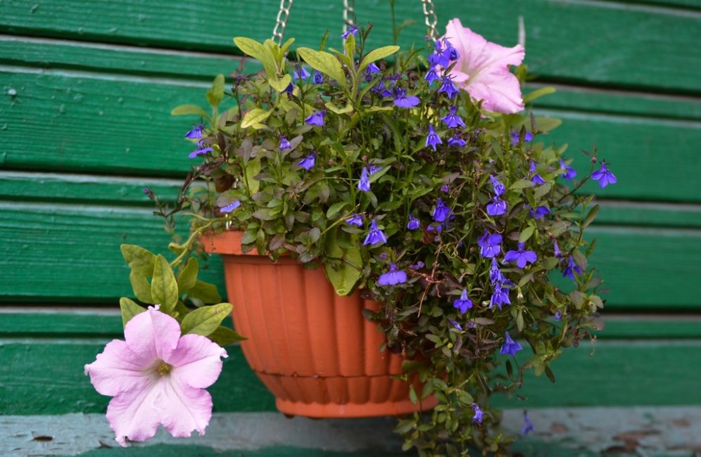 Lobelia Niágara