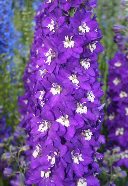 Delphinium elatum Nové tisíciletí Purpurová vášeň)