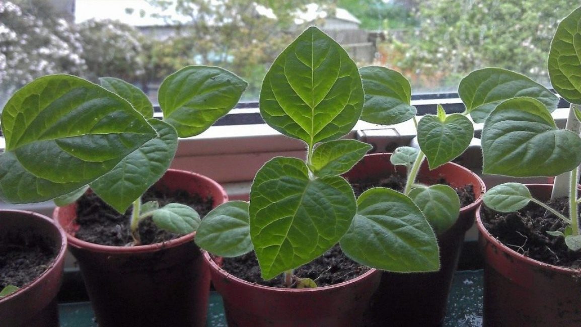 Σπορόφυτα Physalis μια εβδομάδα πριν από τη φύτευση