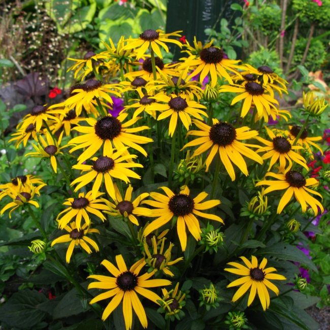 ιδιότητες rudbeckia
