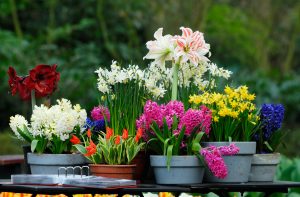 Κατάλογος Bulb Flowers: Περιγραφή 21 ποικιλίες, για καλλιέργεια σε εξωτερικούς χώρους και στο σπίτι (65 Φωτογραφίες & Βίντεο) + Κριτικές