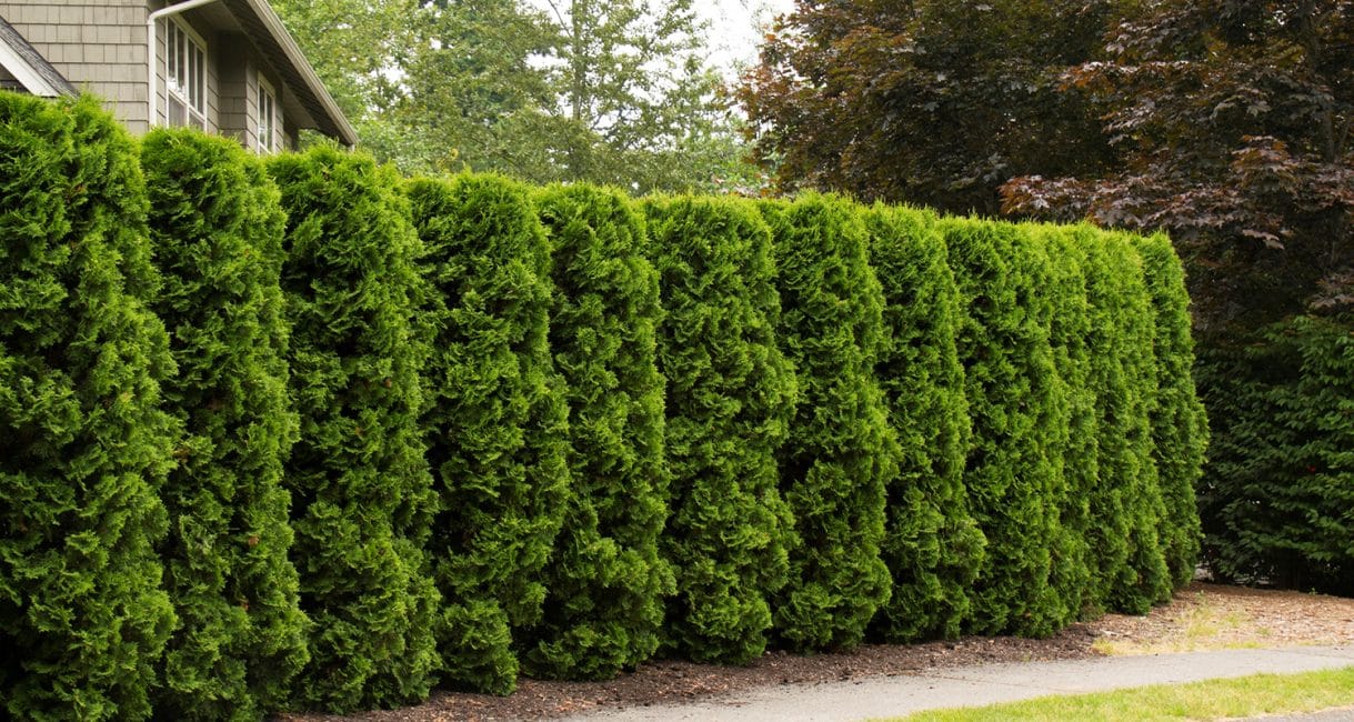 Hedge