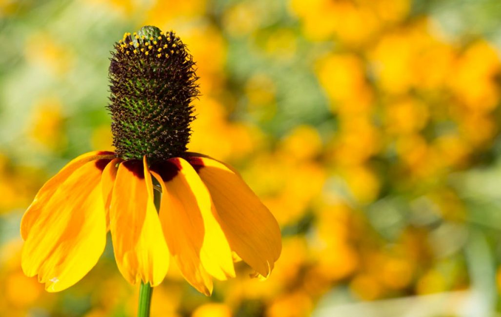 κούμπωμα rudbeckia