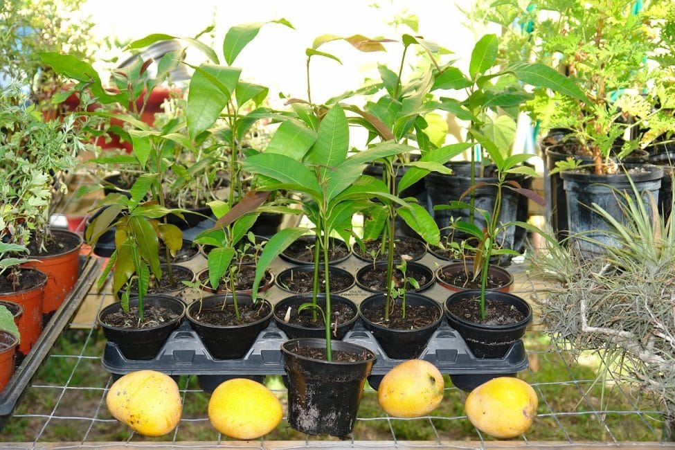 Mango brotat en testos petits