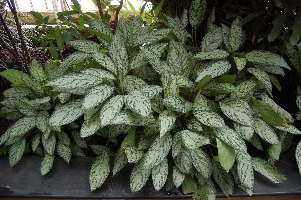 Aglaonema suosii varjostettua tilaa ja hajavaloa.