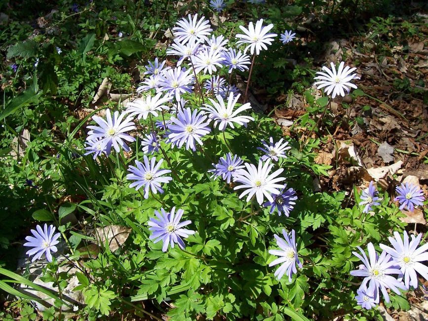  Apenina de anémona