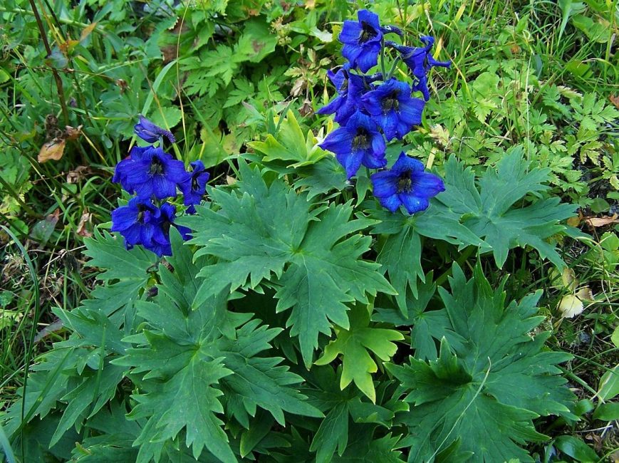 Pamatovat! Za prvé, mladé nedostatečně vyvinuté rostliny trpí! delphinium