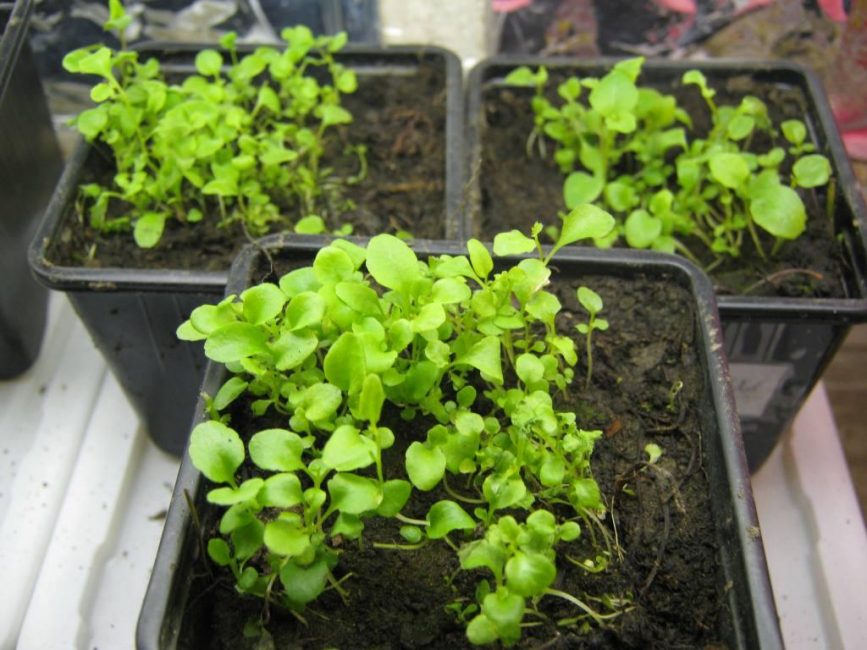 plántulas de lobelia