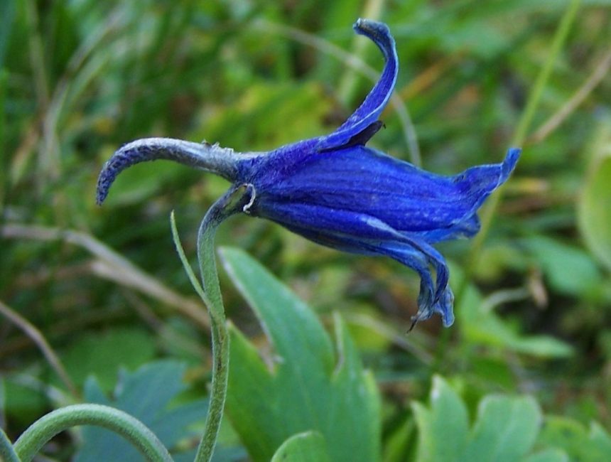 Delphinium oxysepalum