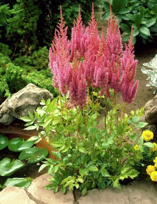 Yapay bir gölet yakınında Astilbes