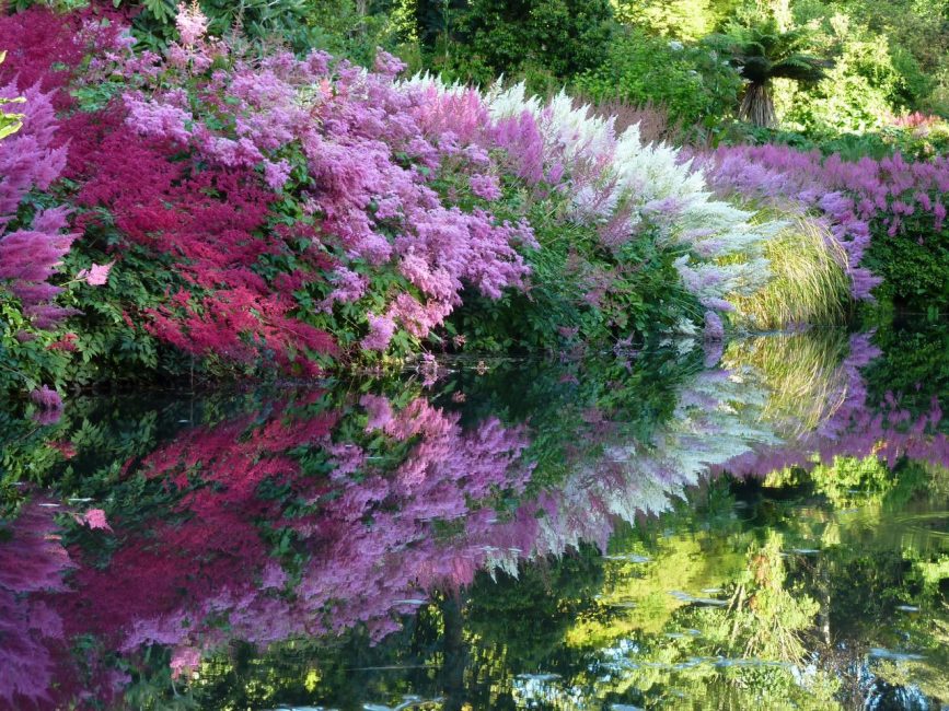gölet yakınında Astilbes
