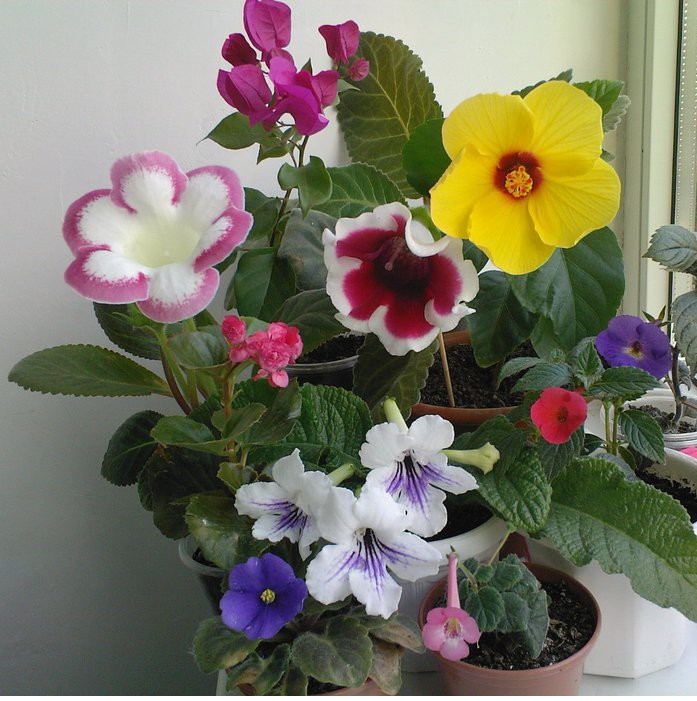 Mini-gloxinia παρέα με μια μεγαλύτερη αδερφή