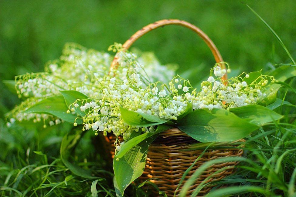Heu de recollir matèries primeres durant la floració