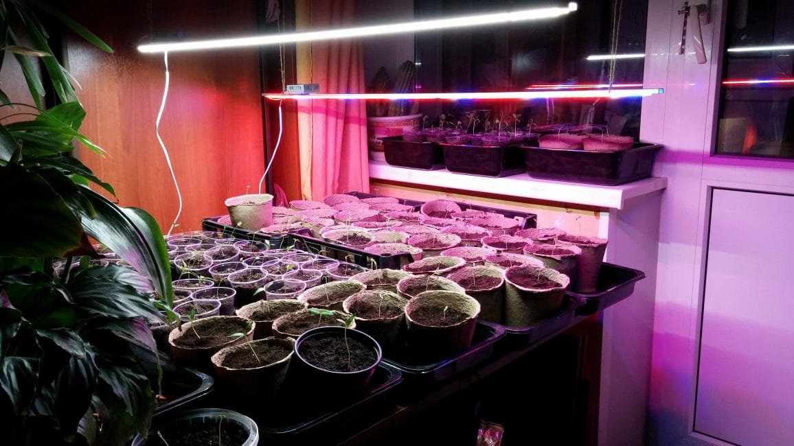 A l'hivern és obligatori l'ús de làmpades fluorescents.