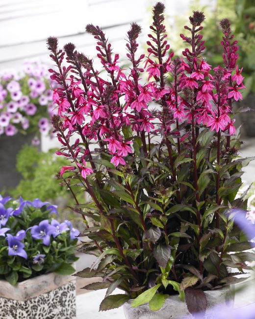 lobelia perenne