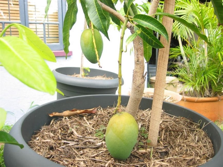 Mango de fruita en una olla gran