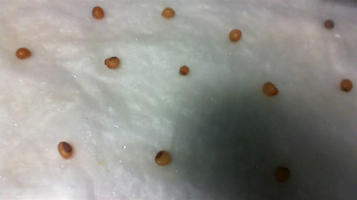 Germinació de llavors de lliri de la vall