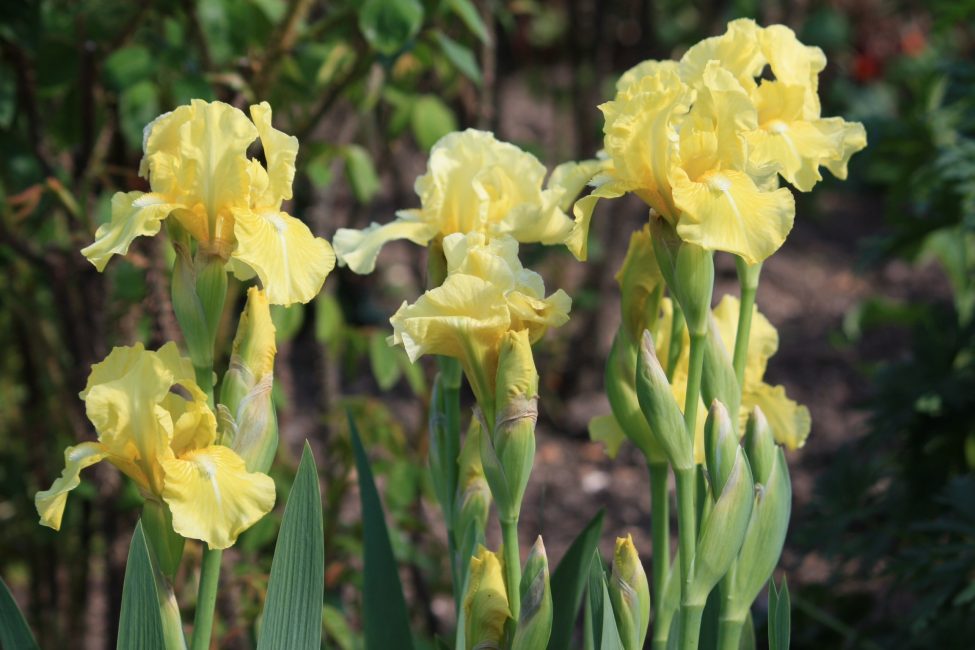 Lemon Touch iiris
