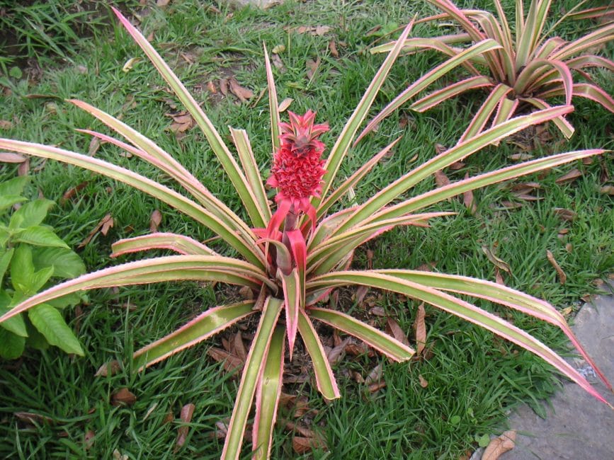 arbust de pinya