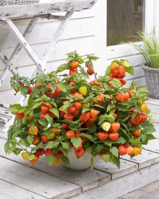 Physalis στη βεράντα
