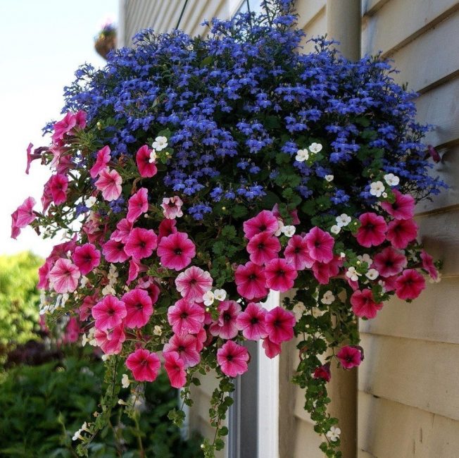 Lobelia y Petunia en maceta colgante