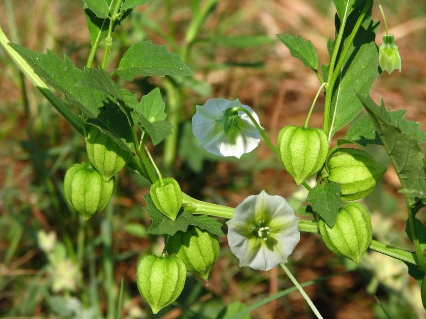 Το Physalis ανθίζει