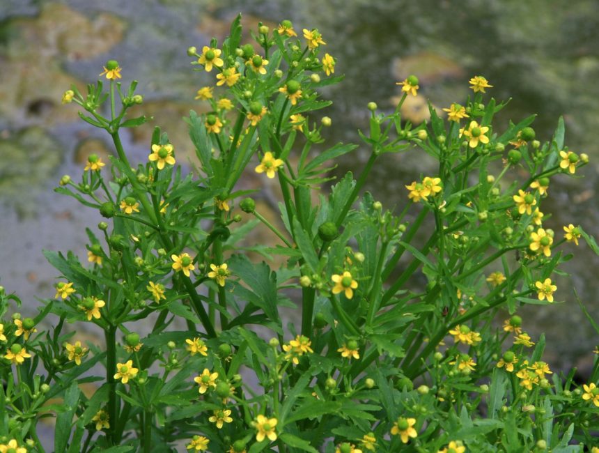 Δηλητηριώδες ή Ranunculus sceleratus