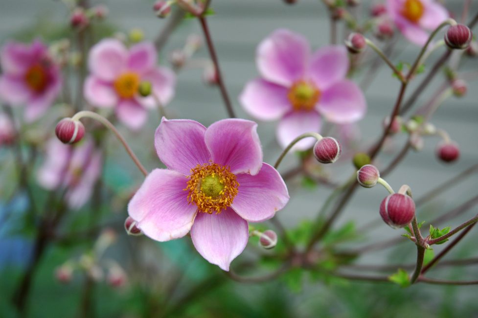 anémona japonesa