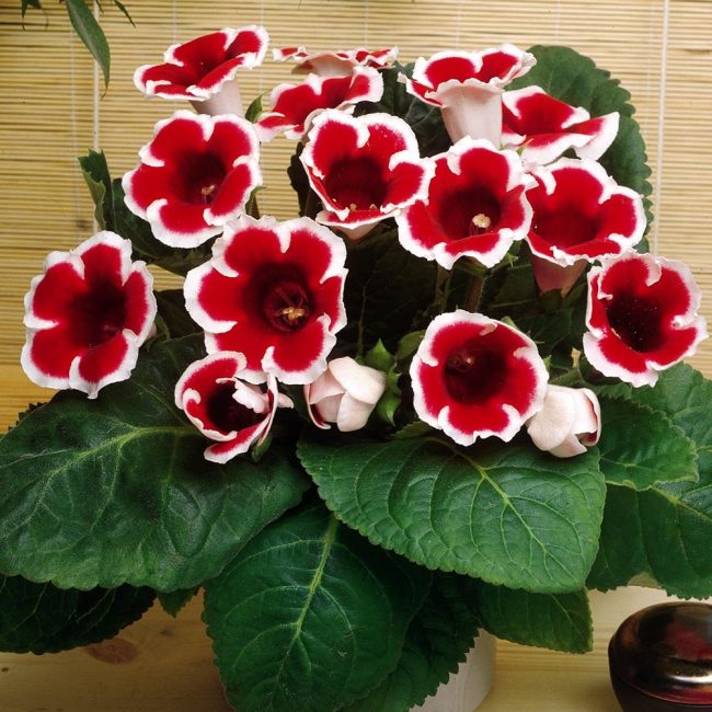 Η ανθισμένη Gloxinia είναι μια πραγματική ομορφιά Kustodievskaya!