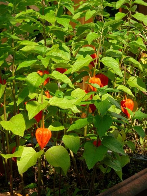 Physalis στον κήπο