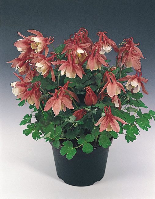 Aquilegia hem