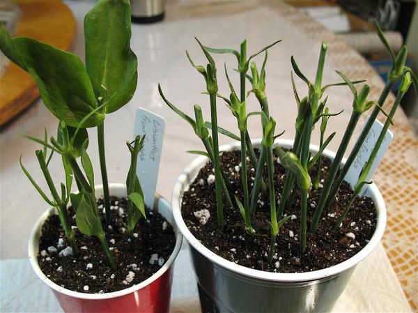 Eustoma- ja neilikkapistokkaat