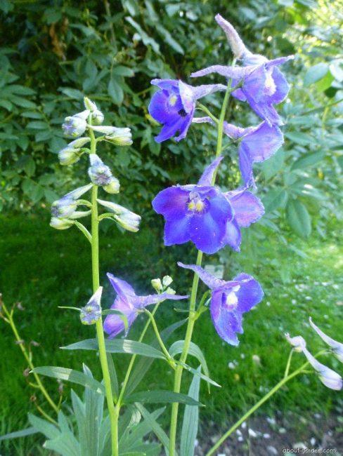 delphinium, belladonna