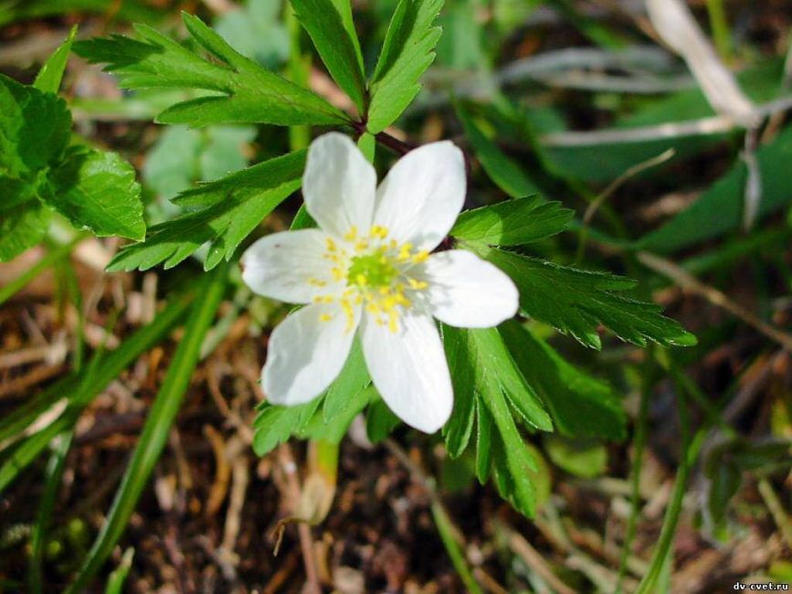 anémona de roble