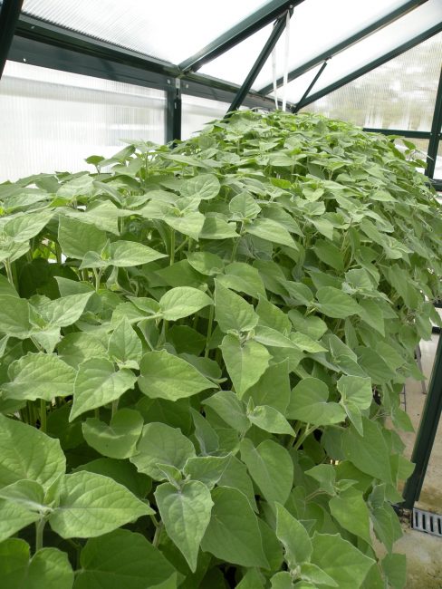 Καλλιέργεια physalis σε συνθήκες θερμοκηπίου
