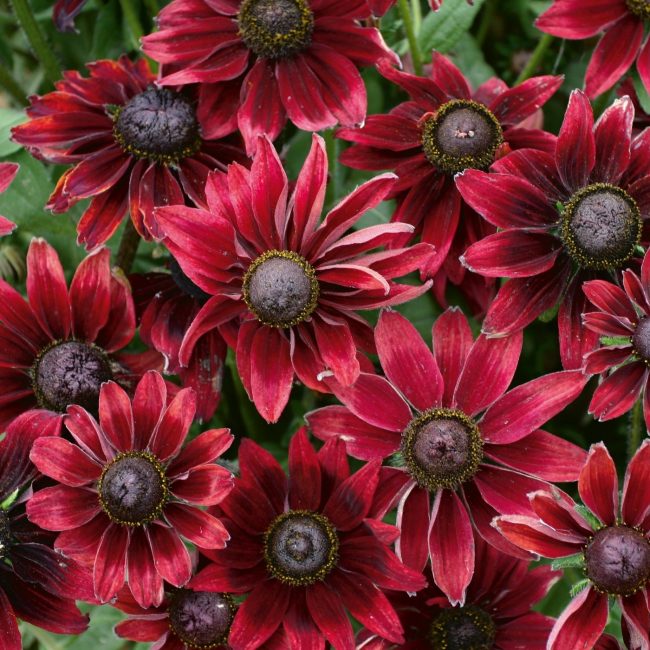 Γοητευτικά rudbeckia που καλλιεργούνται από σπόρους μέσα από σπορόφυτα. Η ανθοφορία αρχίζει στις αρχές Ιουλίου και διαρκεί μέχρι το τέλος του καλοκαιριού.