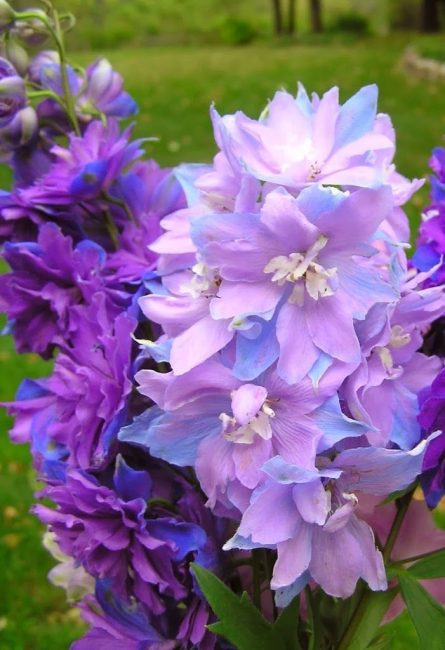Delphinium je jedovatá rostlina!