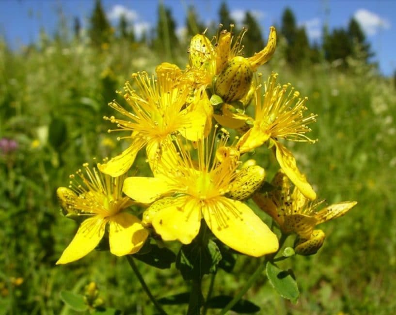 Les flors d'herba de Sant Joan, posades en una bossa abans de regatejar, atrauran un comerç d'èxit. Or a or!