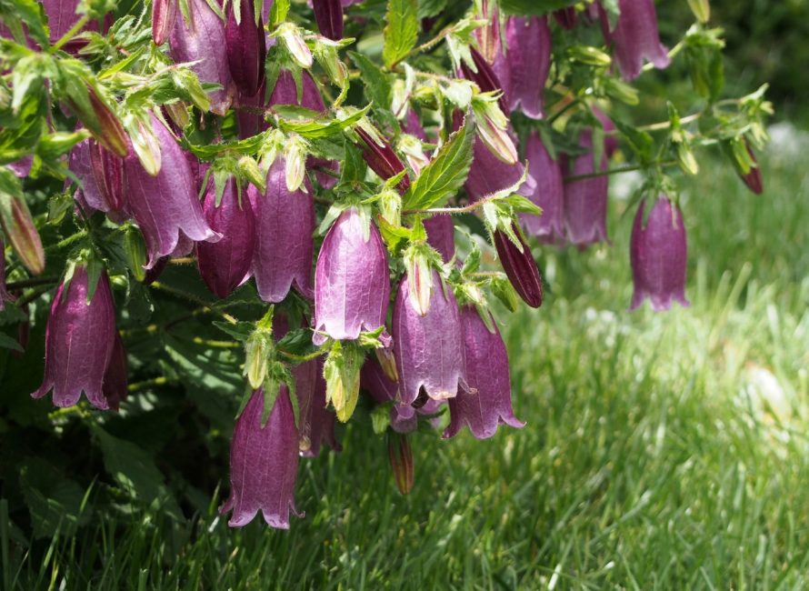 Kello pilkullinen