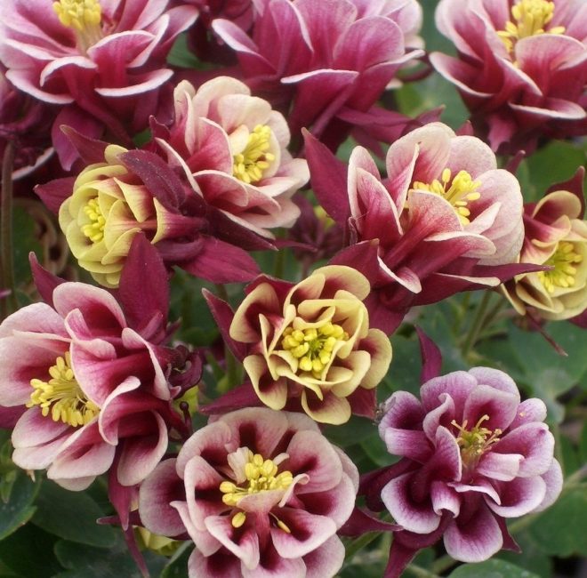 aquilegia