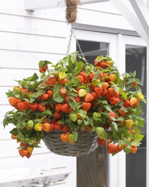 Κρεμαστή ζαρντινιέρα με physalis