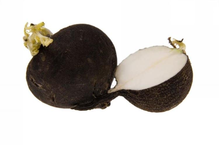 Tohtori retiisi