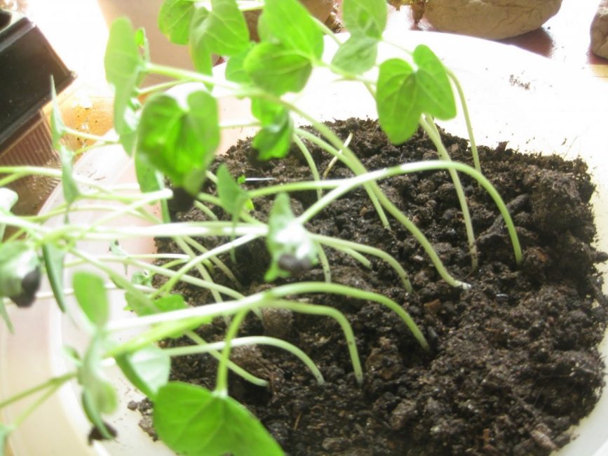 Plàntula d'Ipomoea