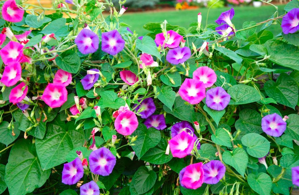 Ipomoea