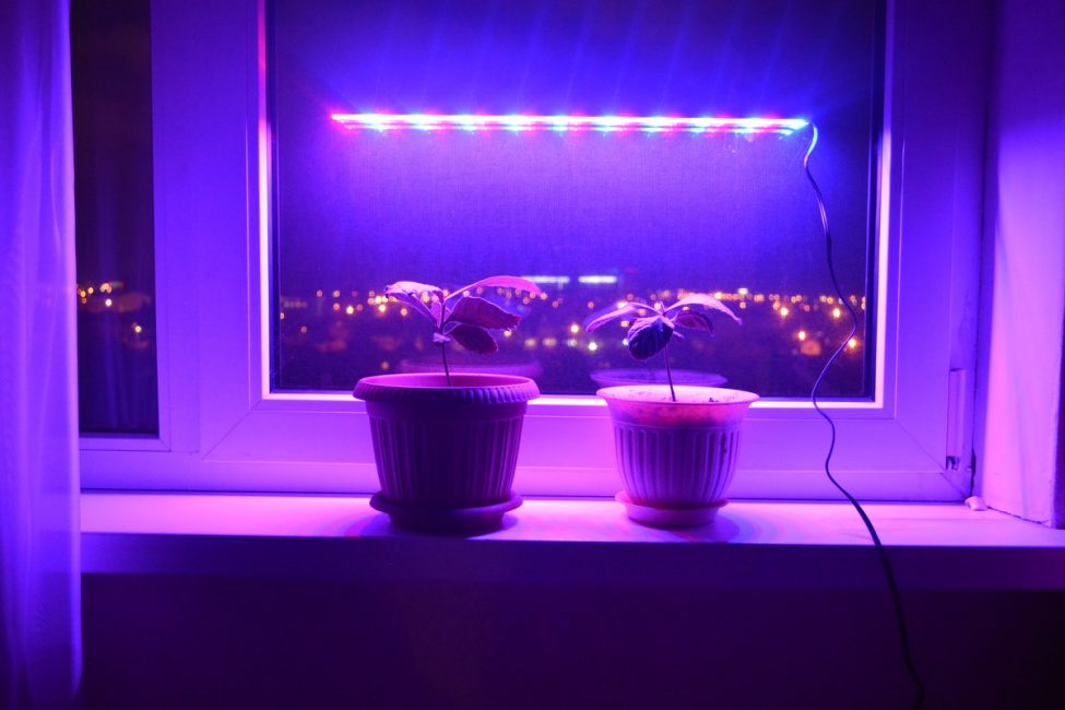 Phytolight ultrafino para ventanas