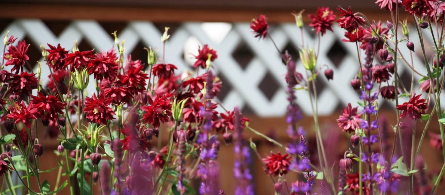 Aquilegia Ruby Port