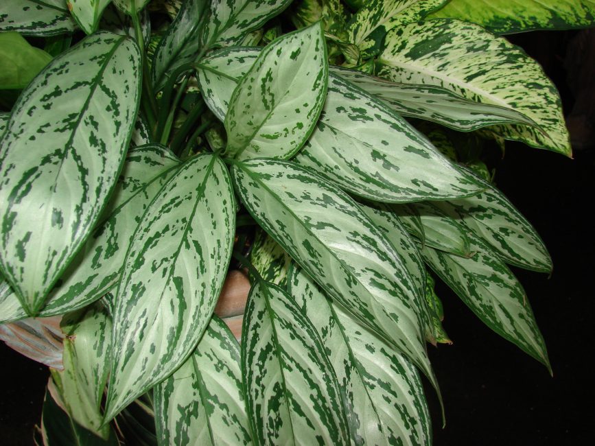 Aglaonema oblongata