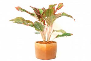 Aglaonema: kuvaus, kotihoito, lisääntyminen, lajikkeet (100+ valokuvaa ja videota) + arvostelut
