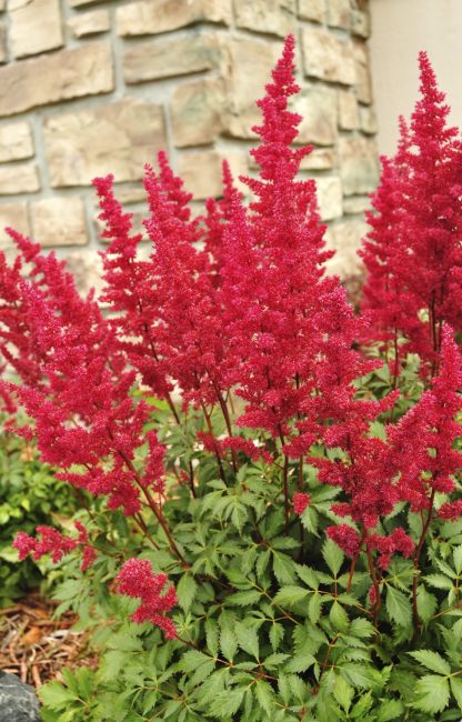 Astilbe - parlak ve sıradışı