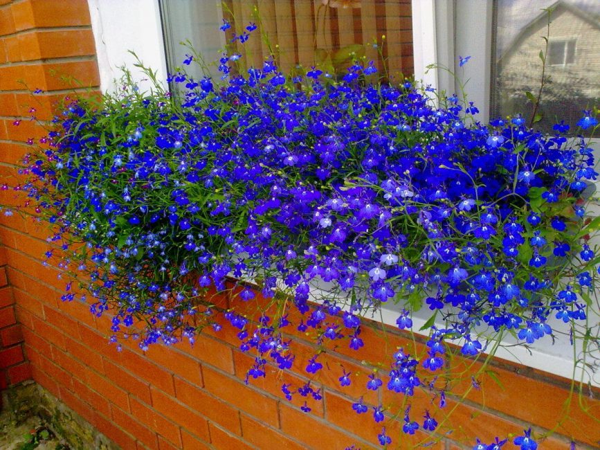 zafiro lobelia